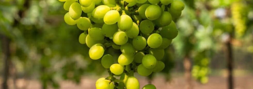 wine experiences luxury hotels Nashik